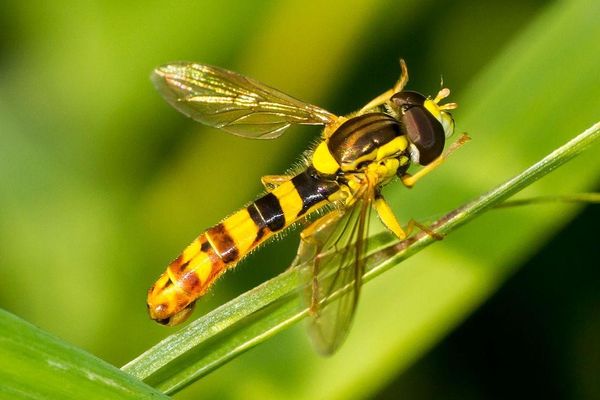 Contrôle biologique des plantes du cannabis - Syrphides