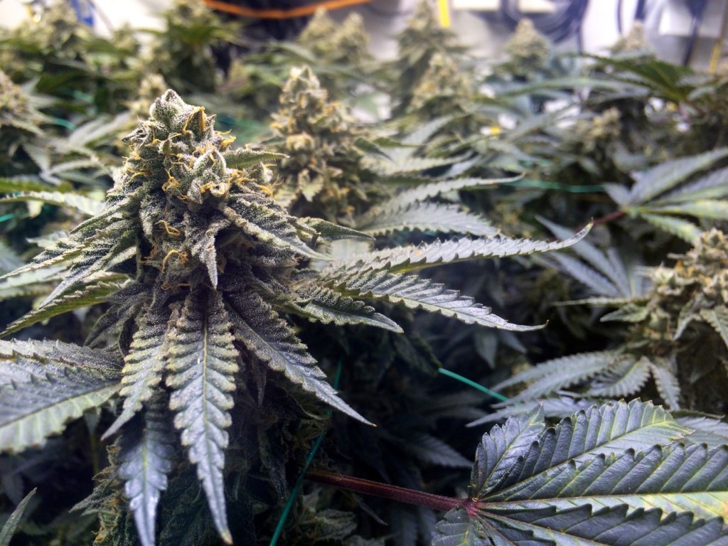 Strain of the week Enjoy our Chocolate Mint OG with 15 off