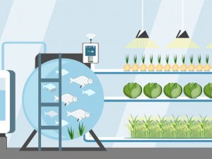 walipini and aquaponics: pvc strawberries growing system